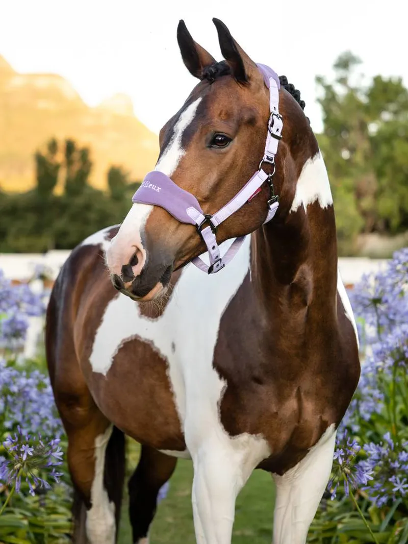 LeMieux Vogue Headcollar and Leadrope Wisteria-1